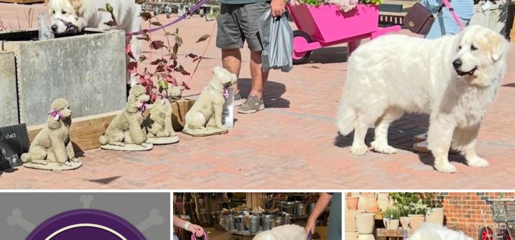 Gentle Giants at The Dog Barn
