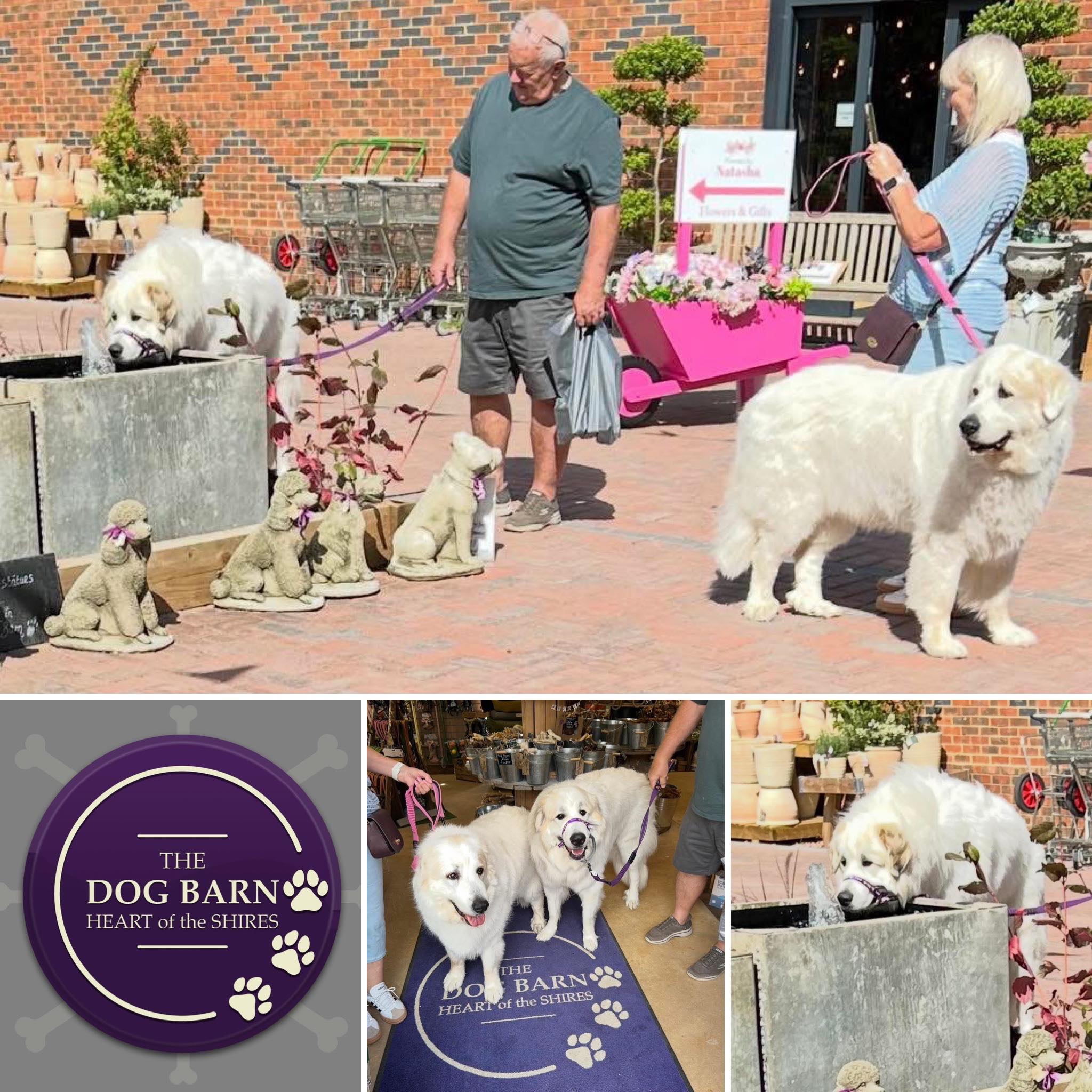 dogs at heart of the shires