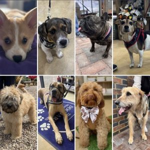 heart of the shires dog shop