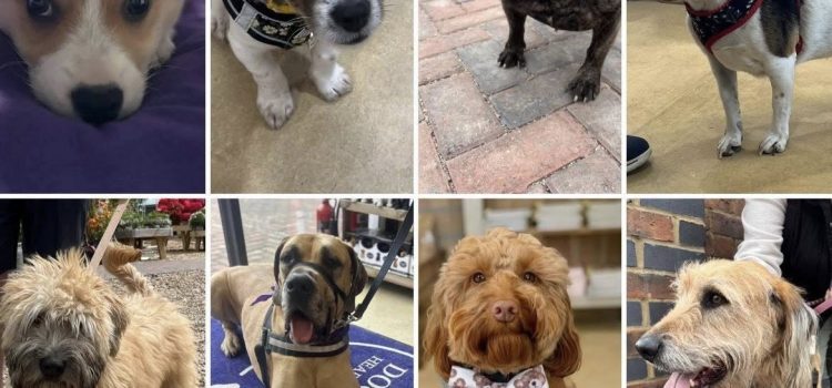 This Will Get Tails Wagging