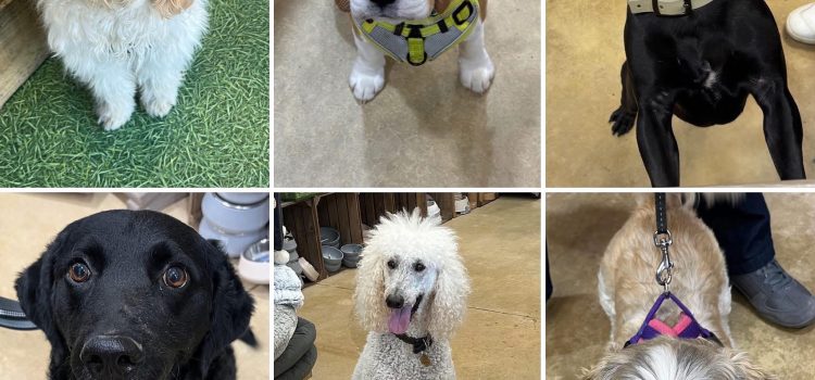 Pup On Over to The Dog Barn