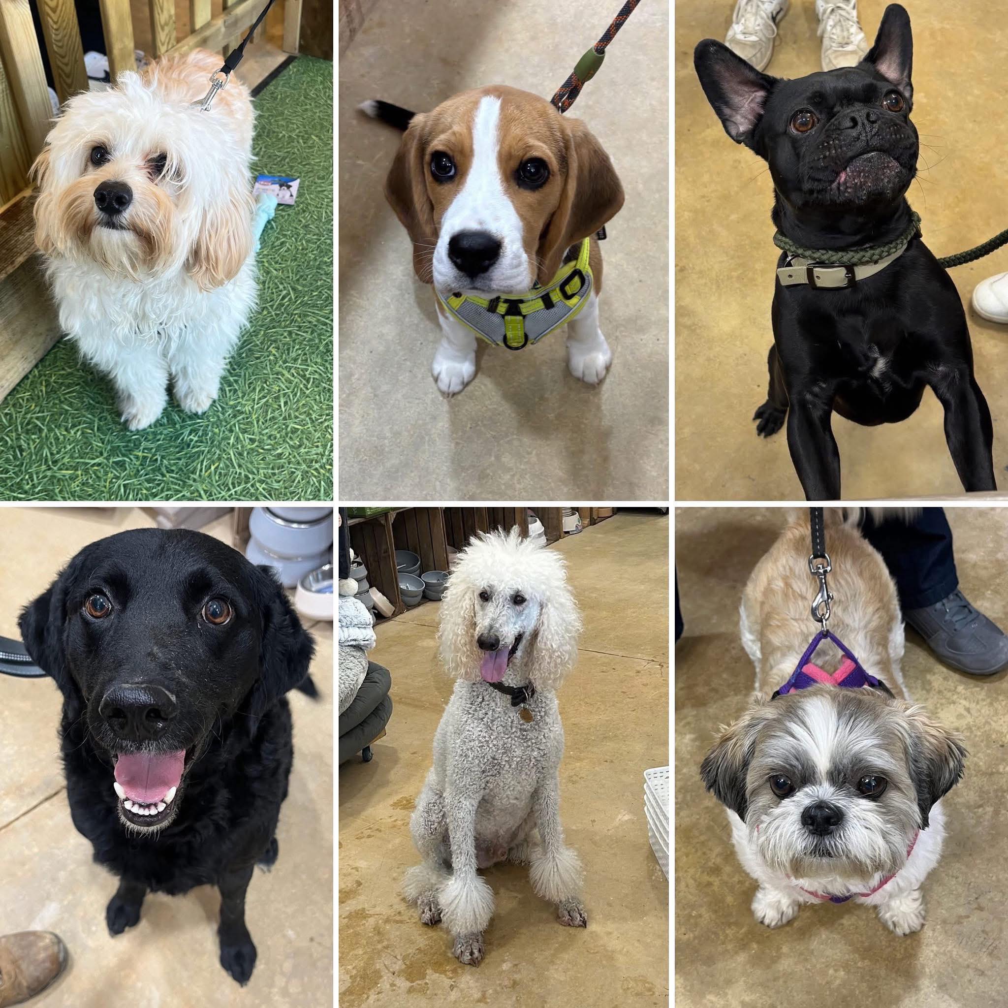 heart of the shires dog shop