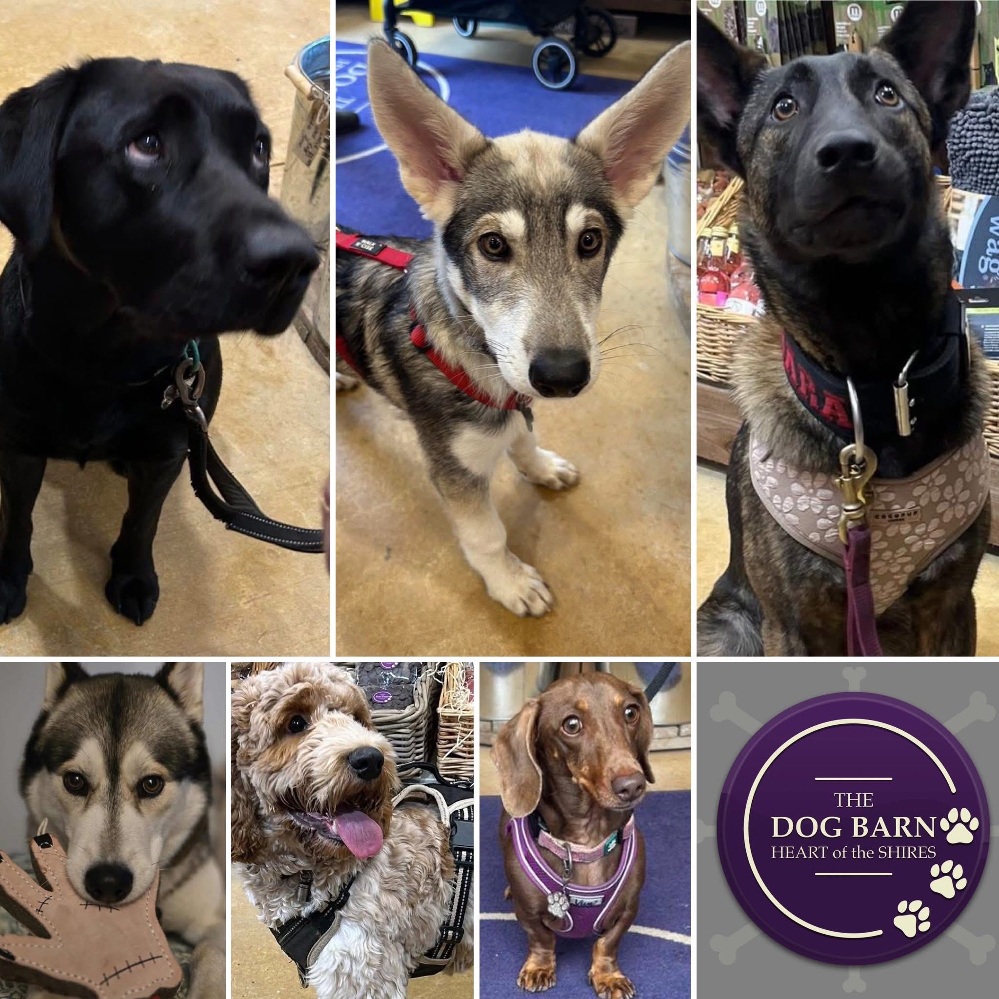 the dog shop heart of the shires